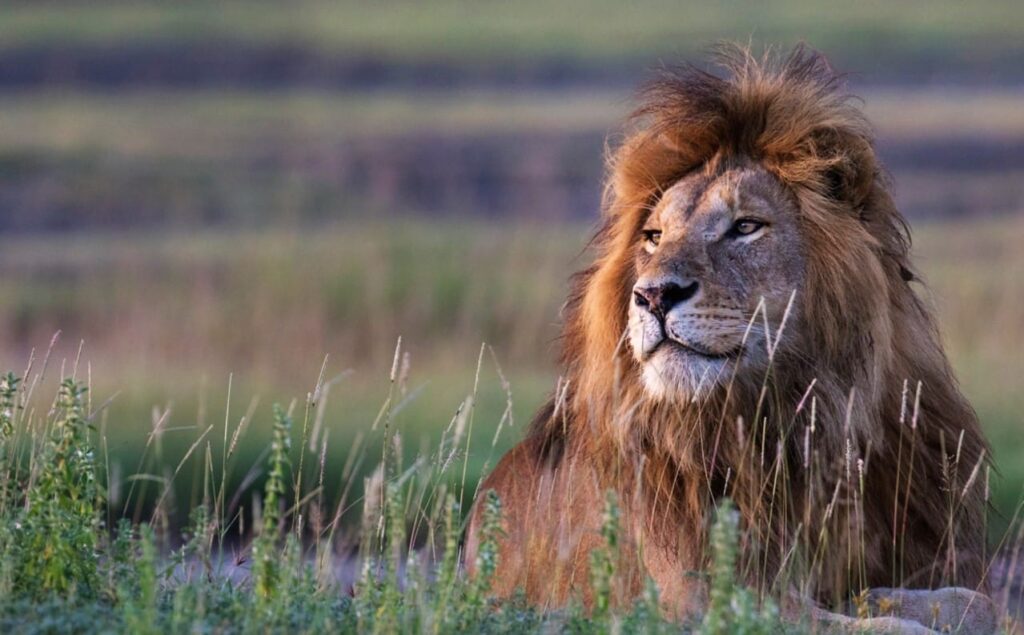 Lion lying in the green grass during wet season