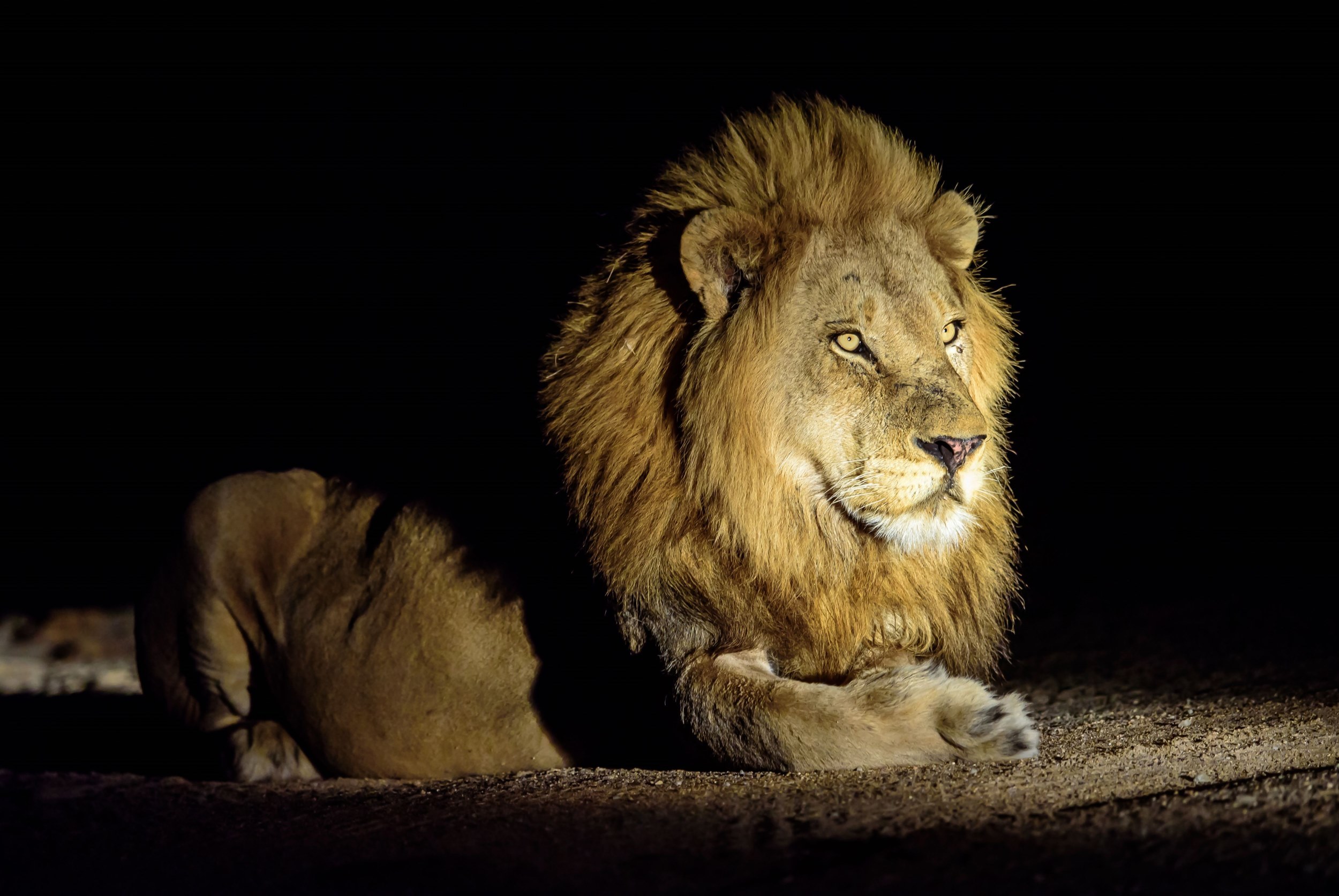Lumo Conservancy – discover African wildlife at night