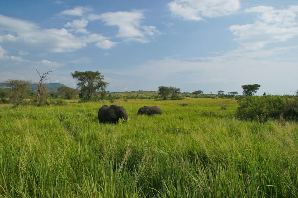 Elephants in the high green grass in Queen Elizabeth Uganda NP