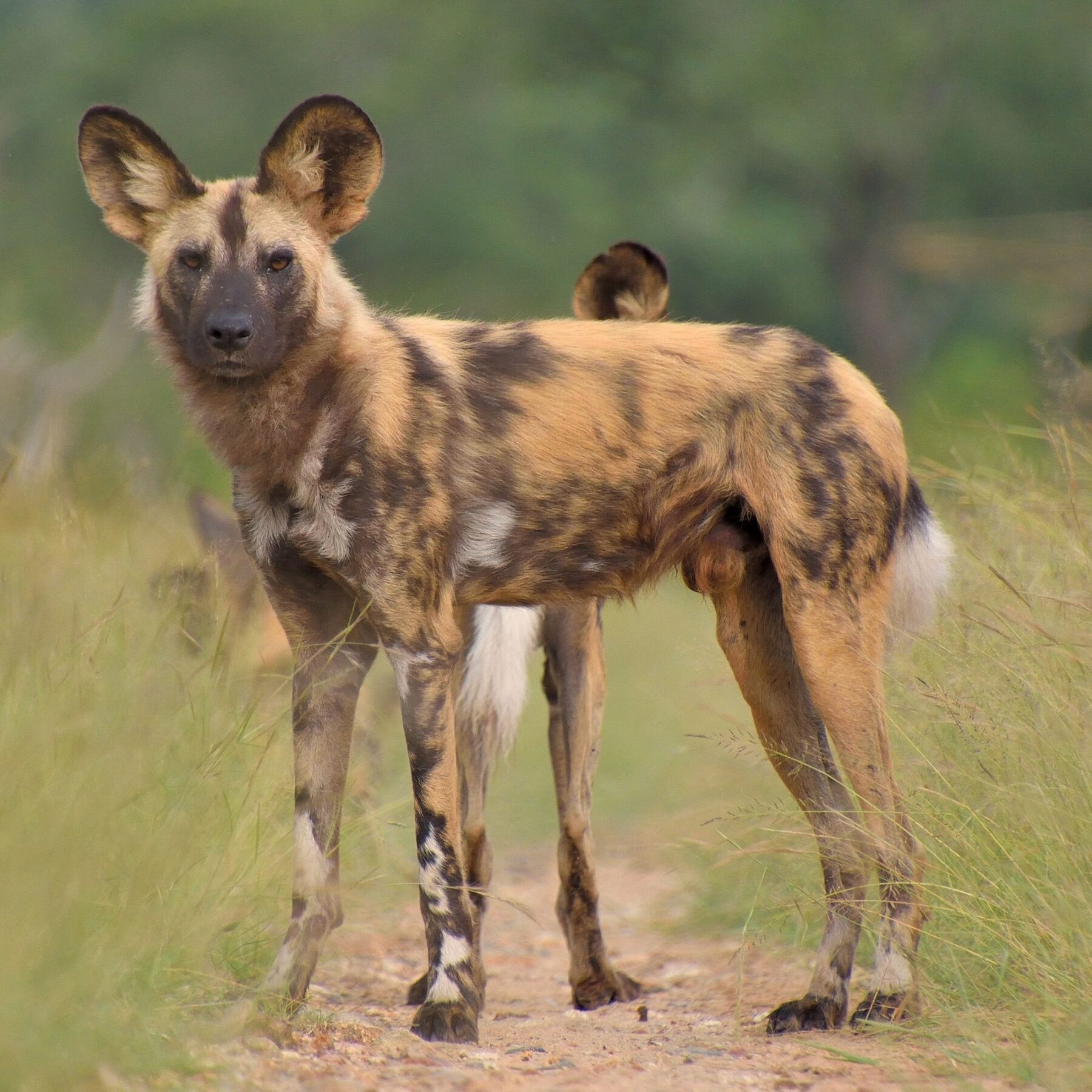 African wild dog standing on a small way in between high green grass