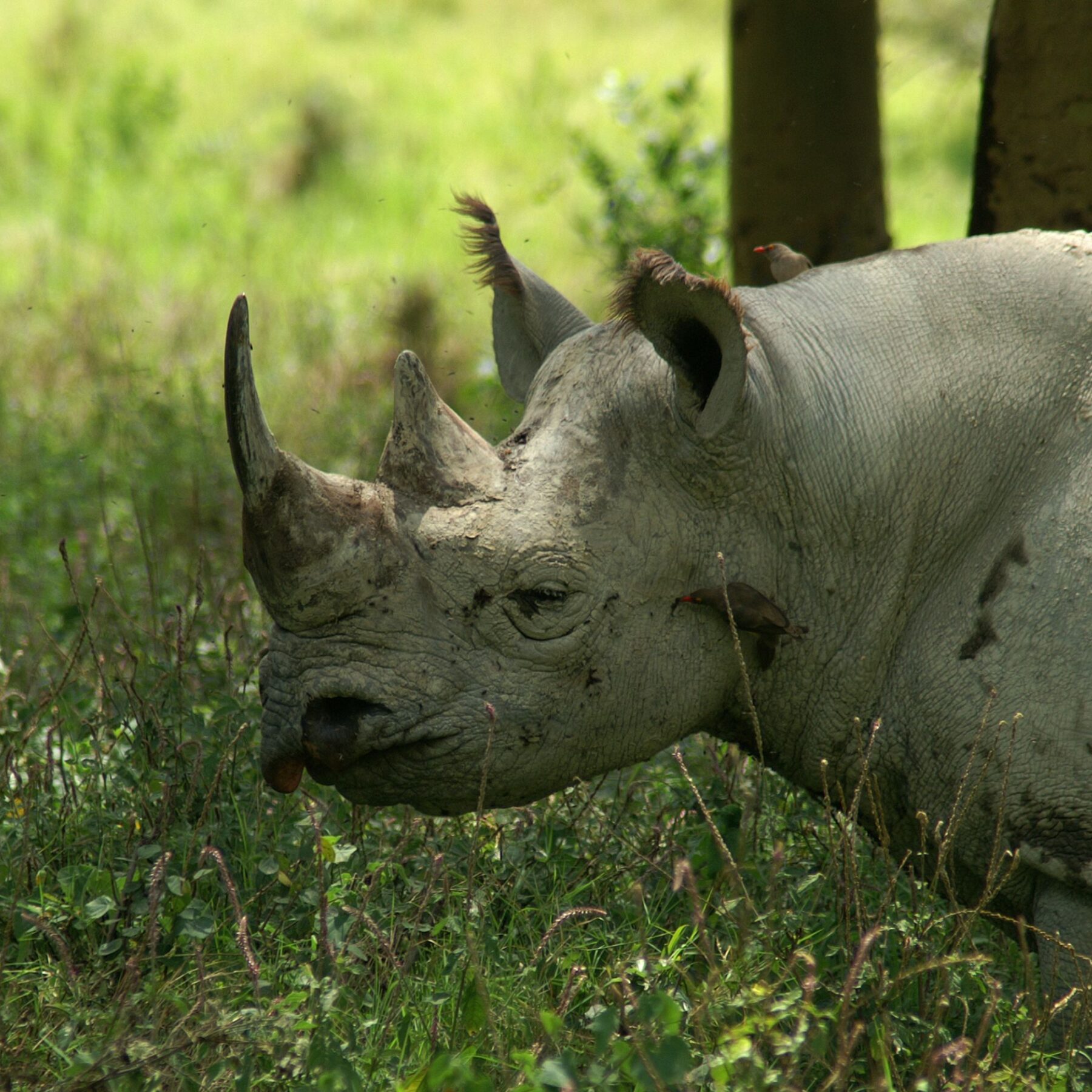 Black rhino standing in the green grass