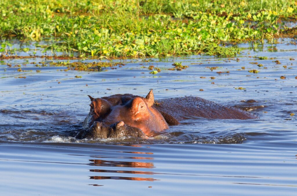 Hippo swimming in Lake Naivasha with grass in the background