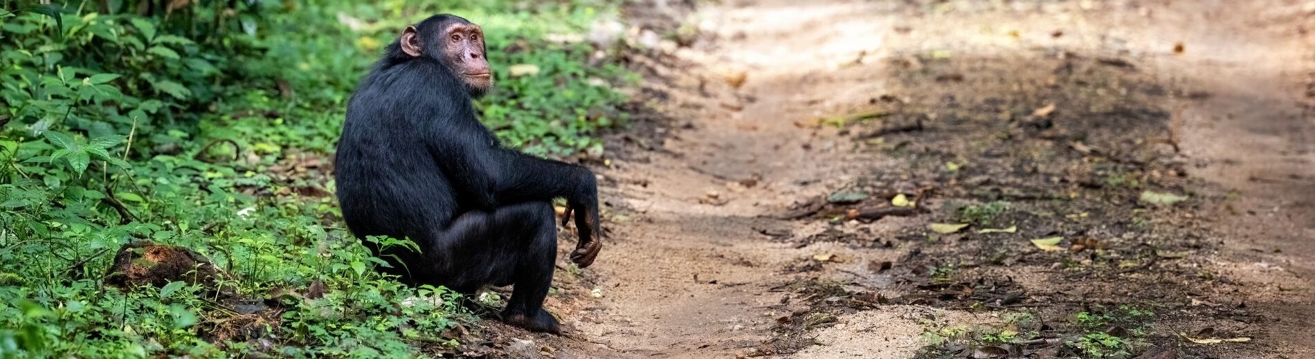 Chimpanzees Kibale Uganda