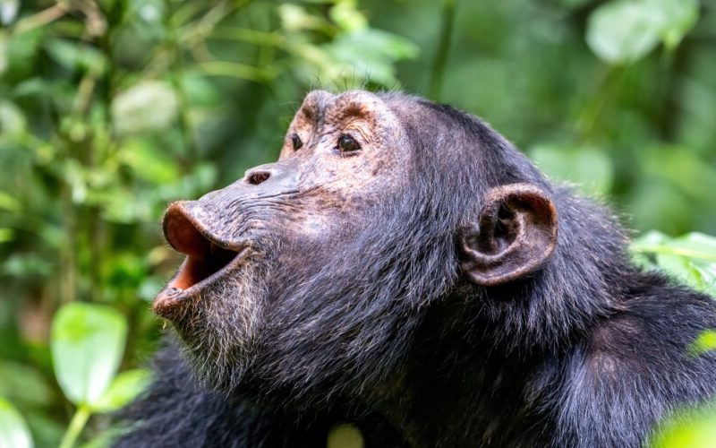 Kibale-chimpanzee