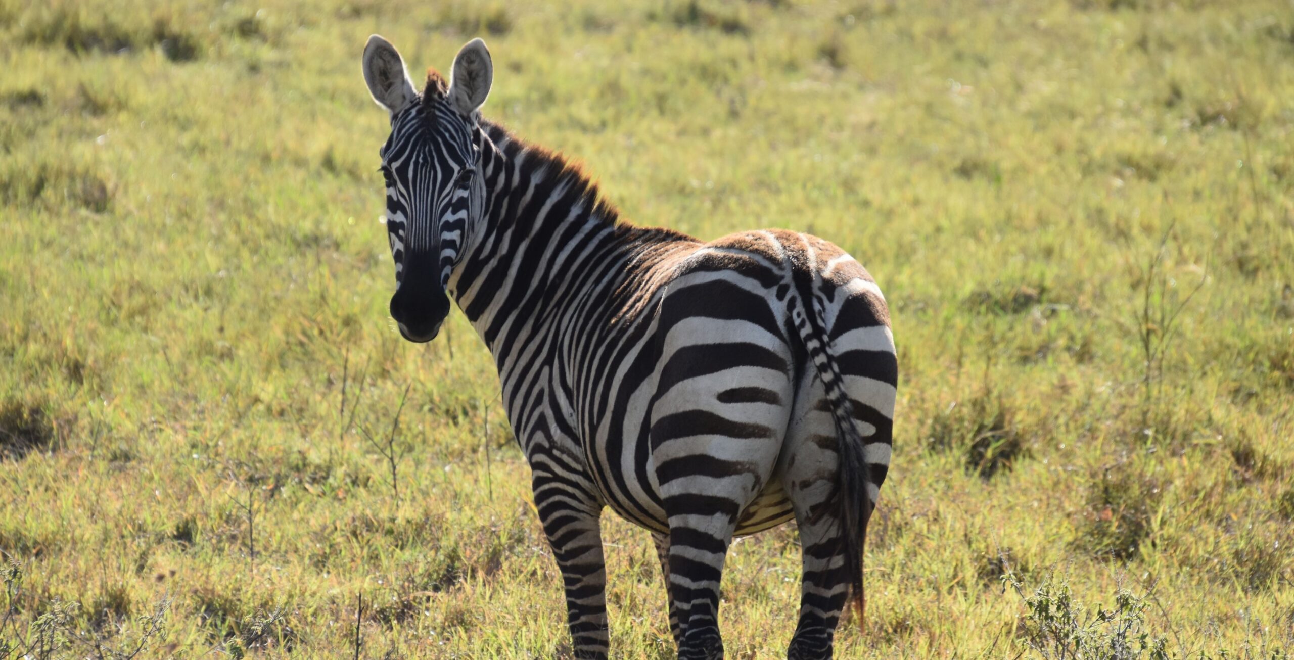 Lake Nakuru National Park – home of the flamingos