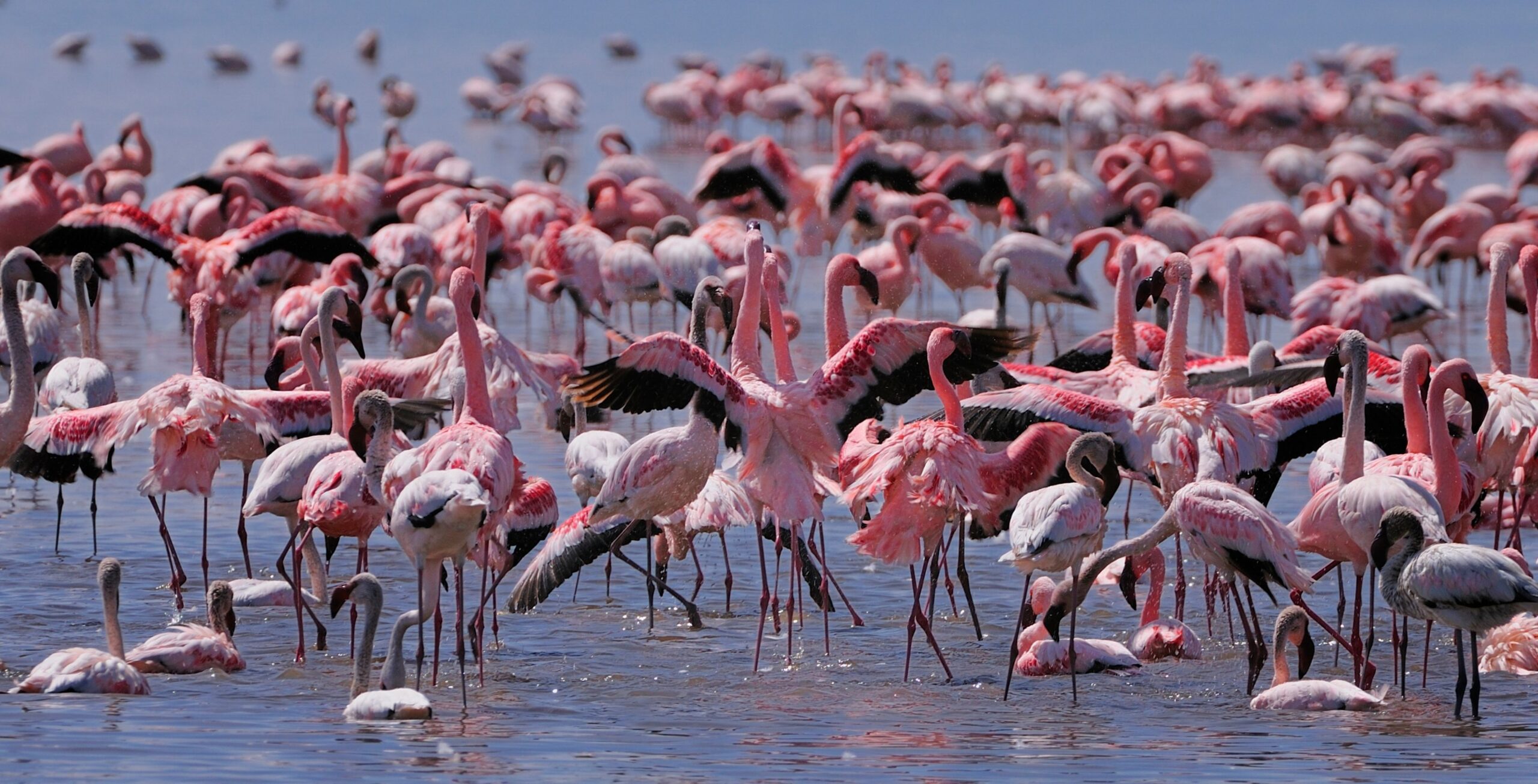 Lake Nakuru (8)