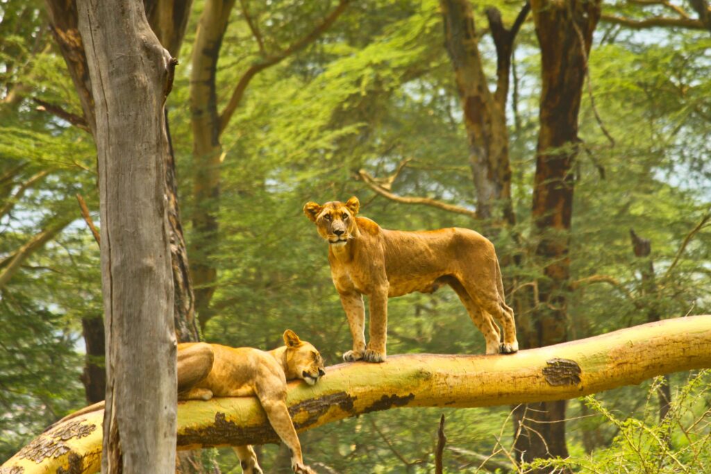 One lioness sleeps on a tree trunk, the other one stands on it