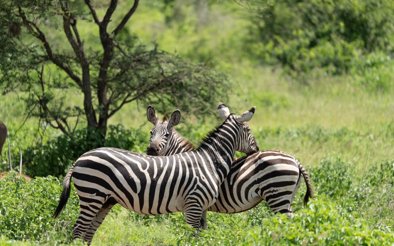 Zebra Kenya