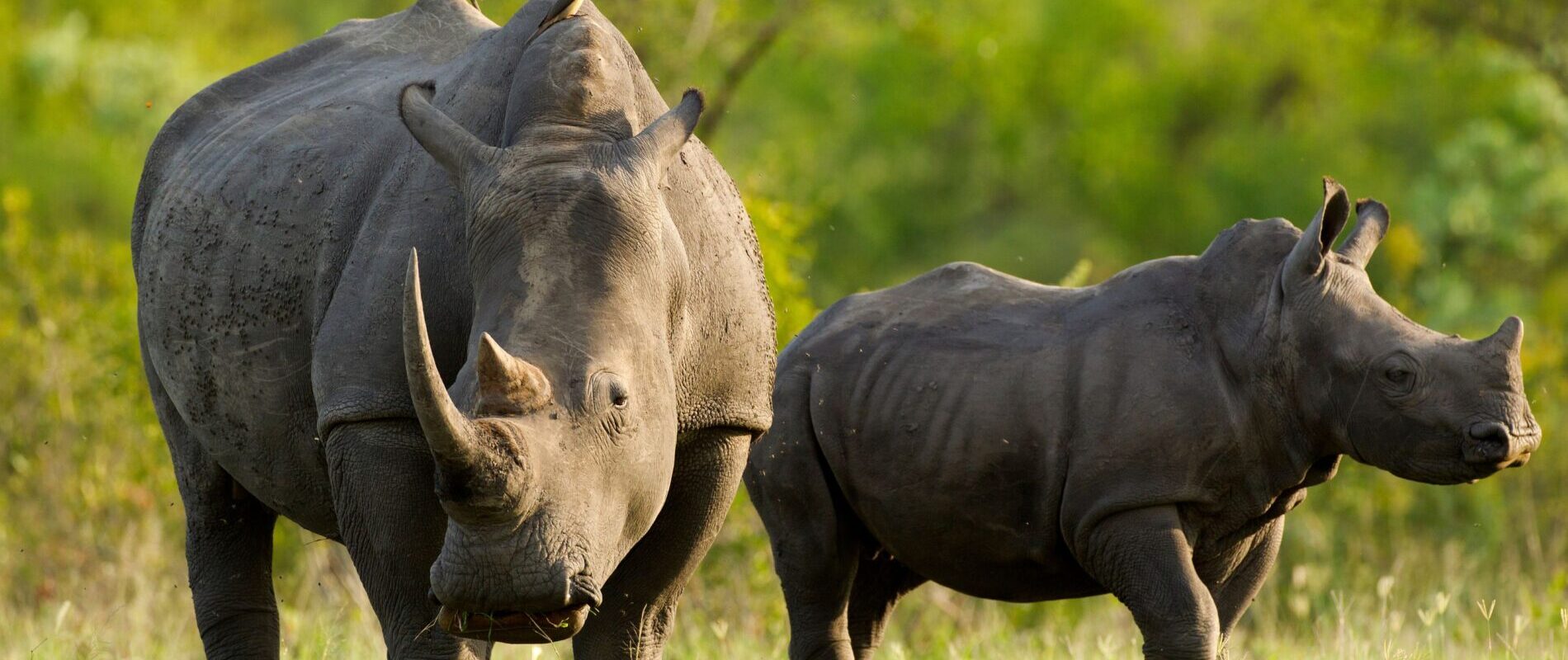 White rhino at Ziwa Sanctuary Uganda