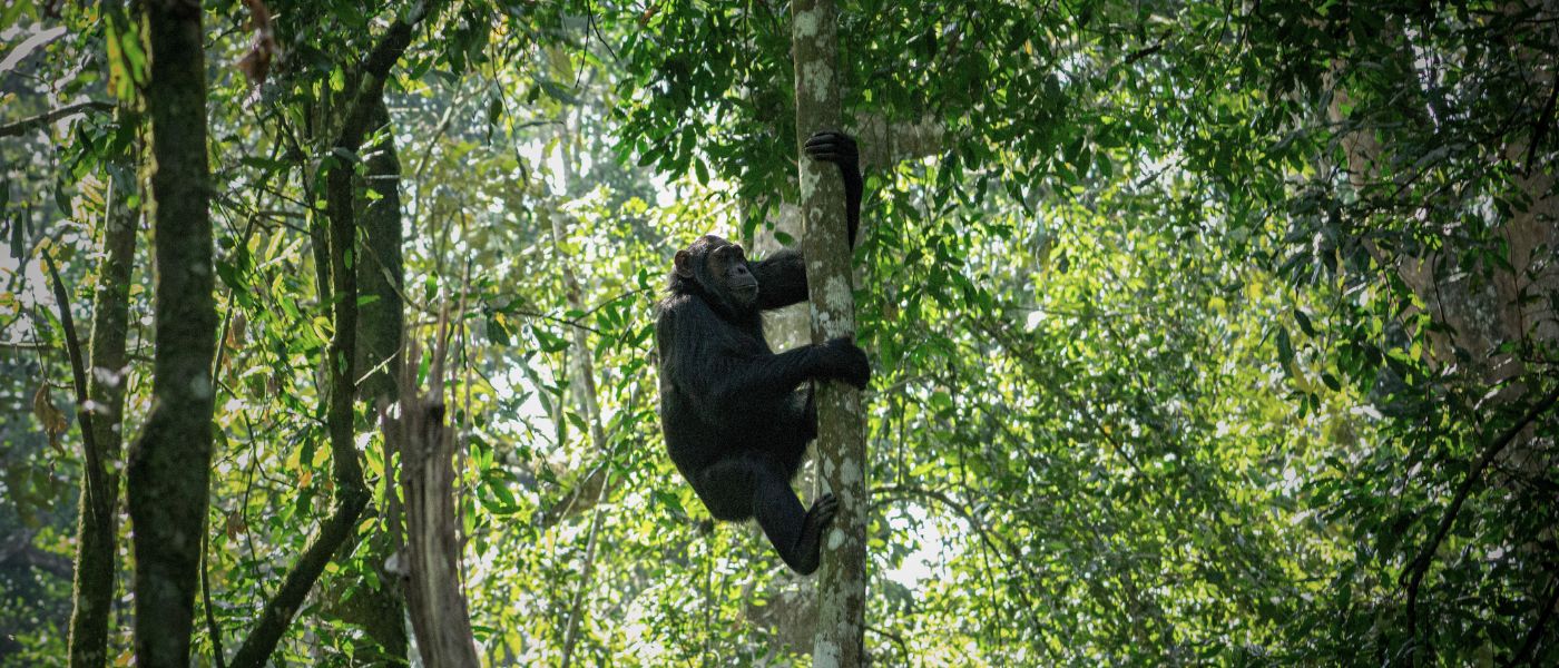 Chimpanzee climbing up a high tree in the green forest