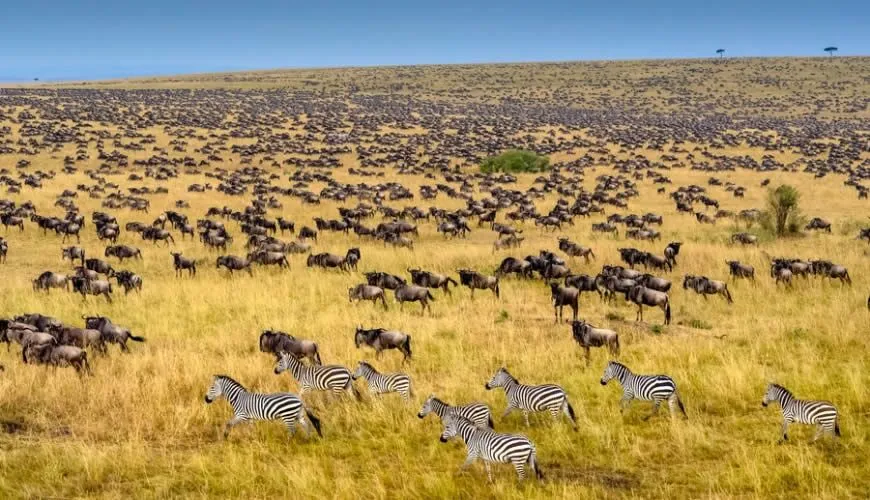 masai-mara-wildebeests-and-zebra