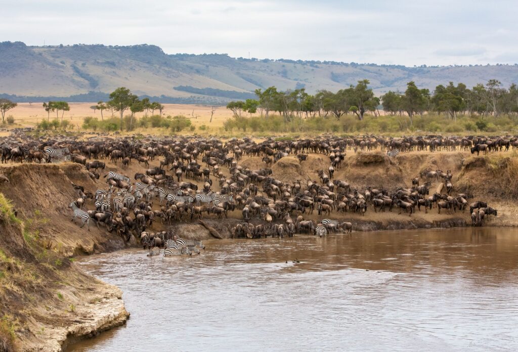 Great migration masai mara