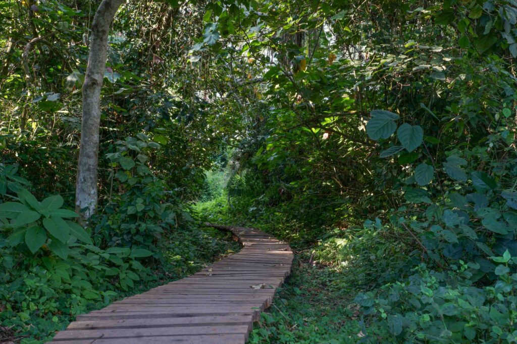 Wooden path leading through trees of Bigodi Wetland Sanctuary