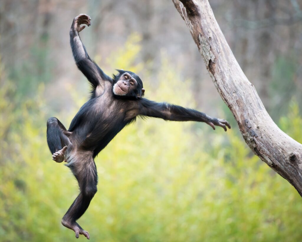 Uganda chimp playing