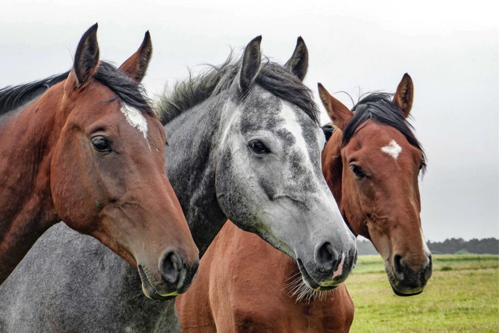 A grey horse stands in between to brown horses