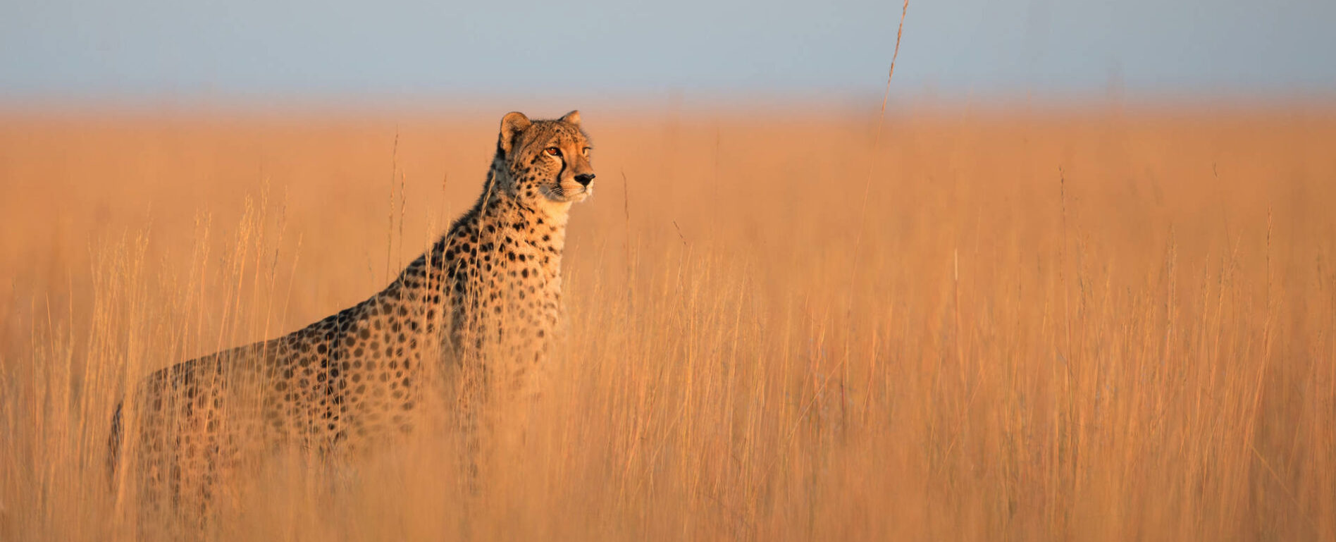 Cheetah standing in the high yellow grass in the sunlight