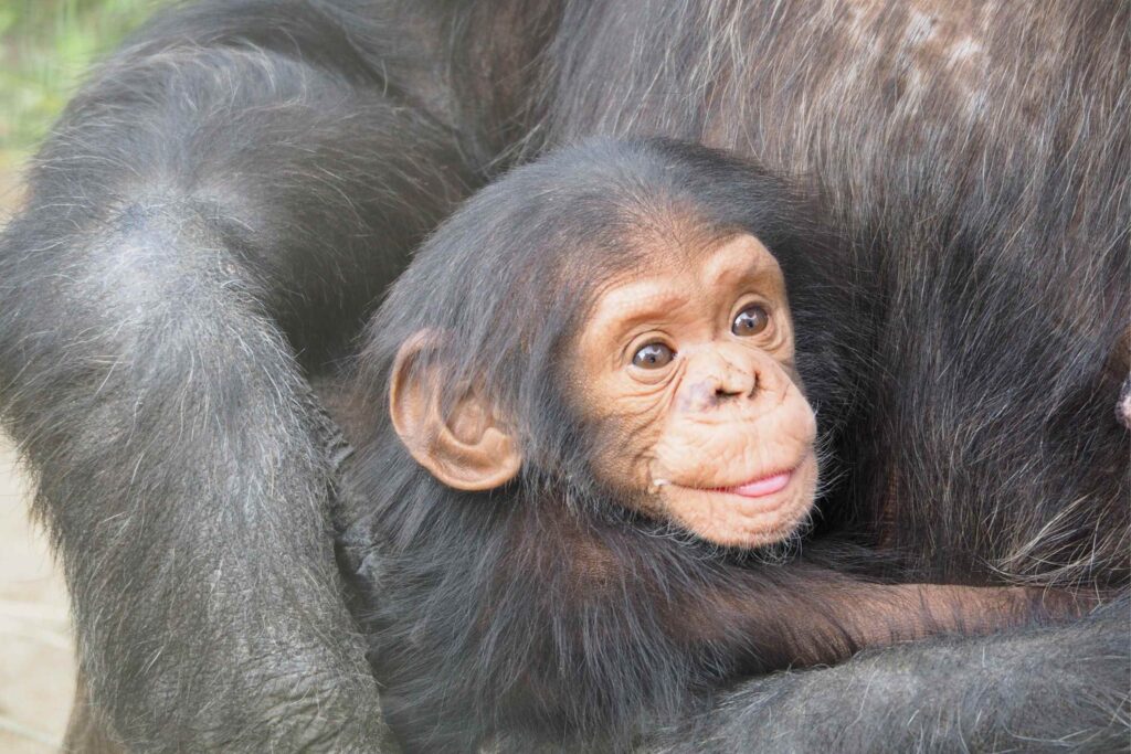 Baby chimpanzee clinging tight on to its mother