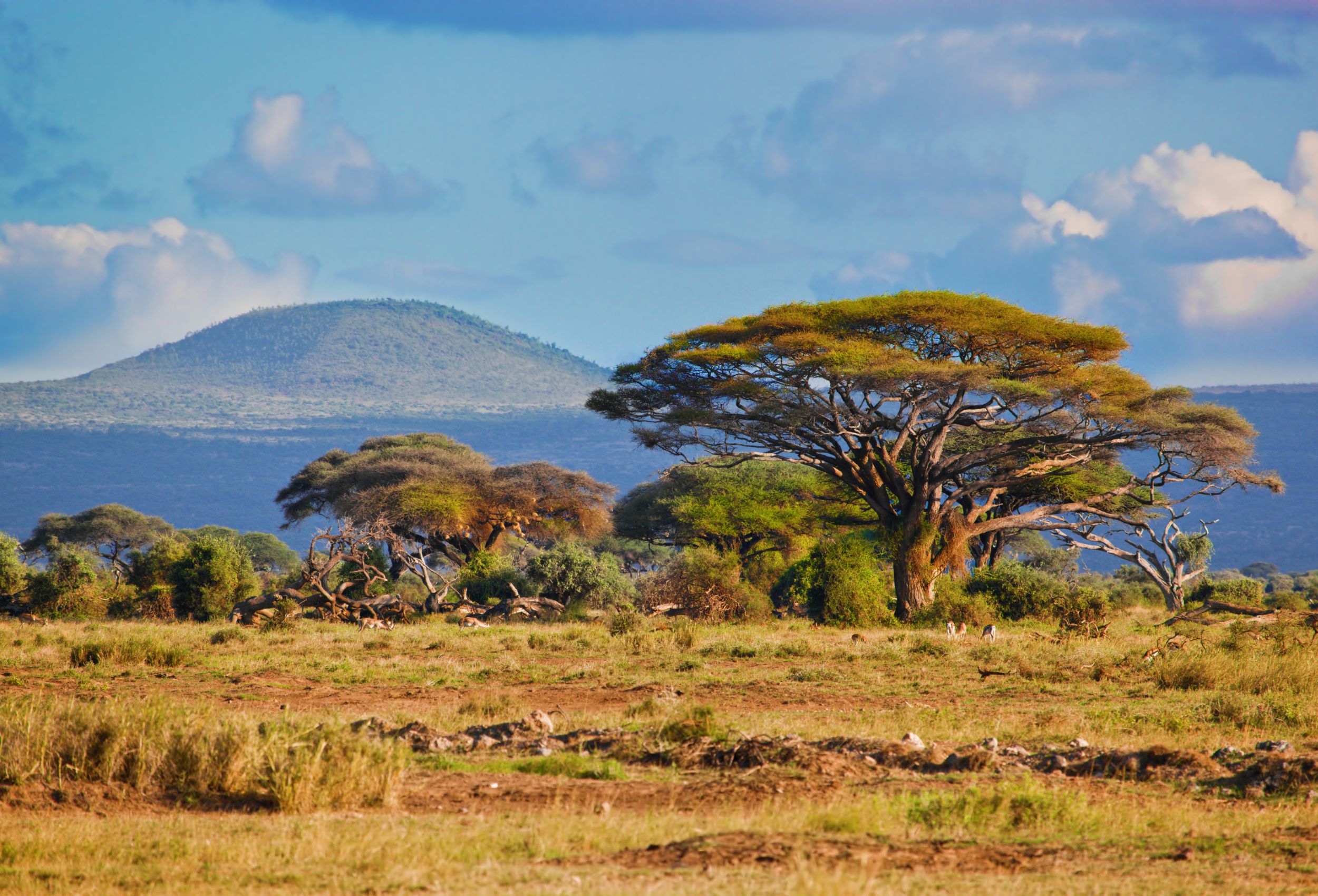 Savannah Amboseli