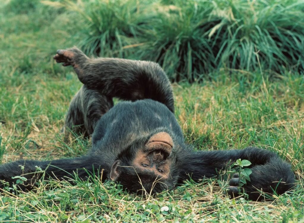 Chimpanzee lying on its back in the green grass with crossed legs