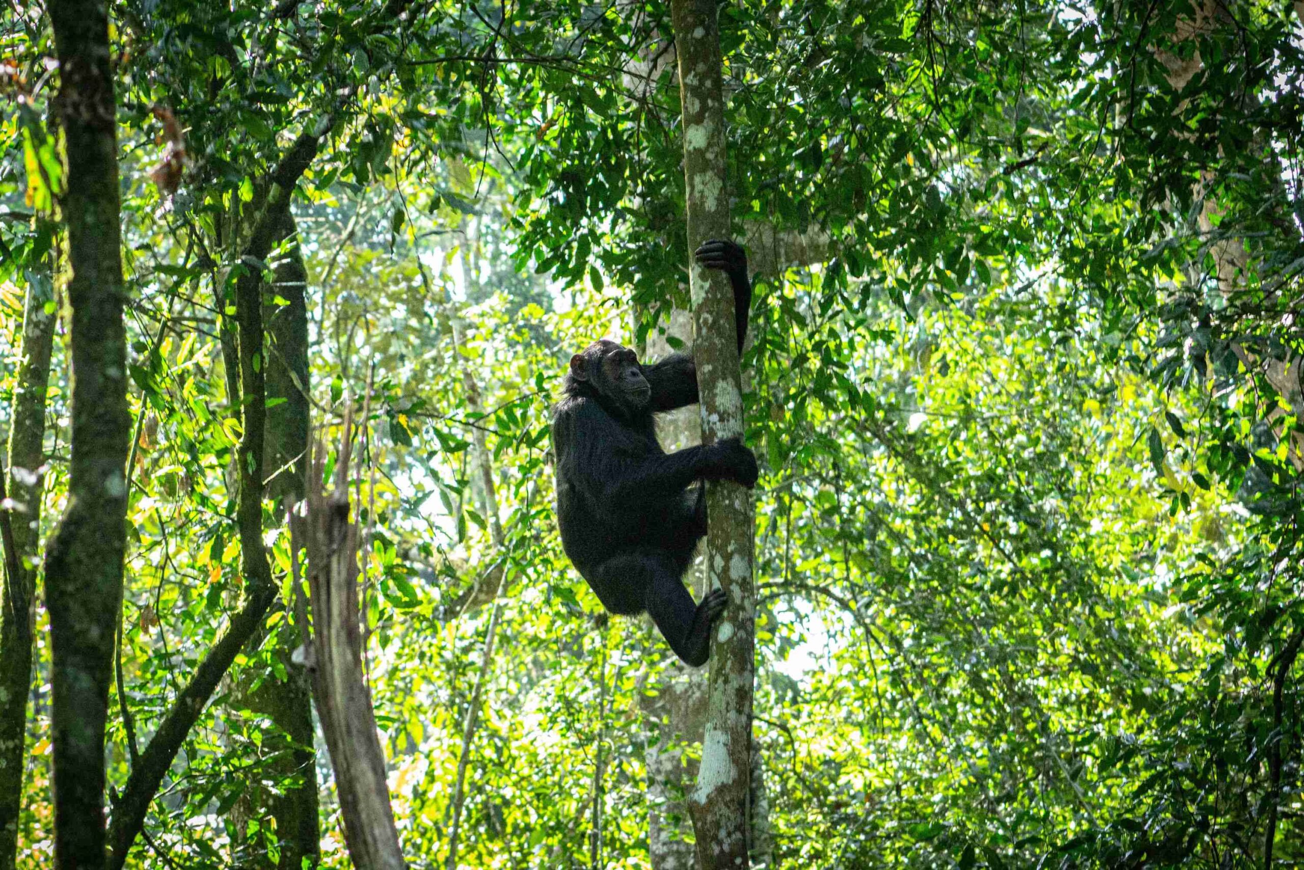 Chimpanzee trekking in Murchison Fall’s Budongo Forest