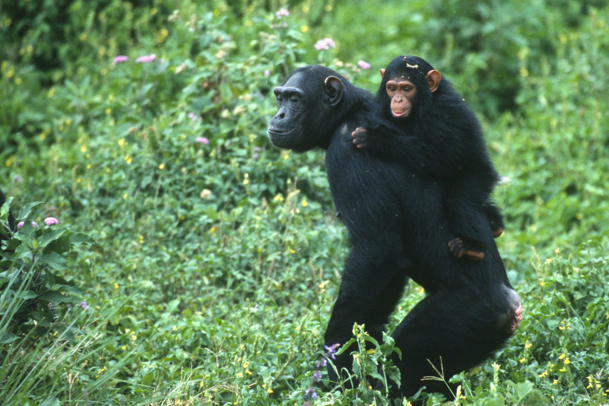 Chimpanzee trekking in Murchison Fall’s Budongo Forest
