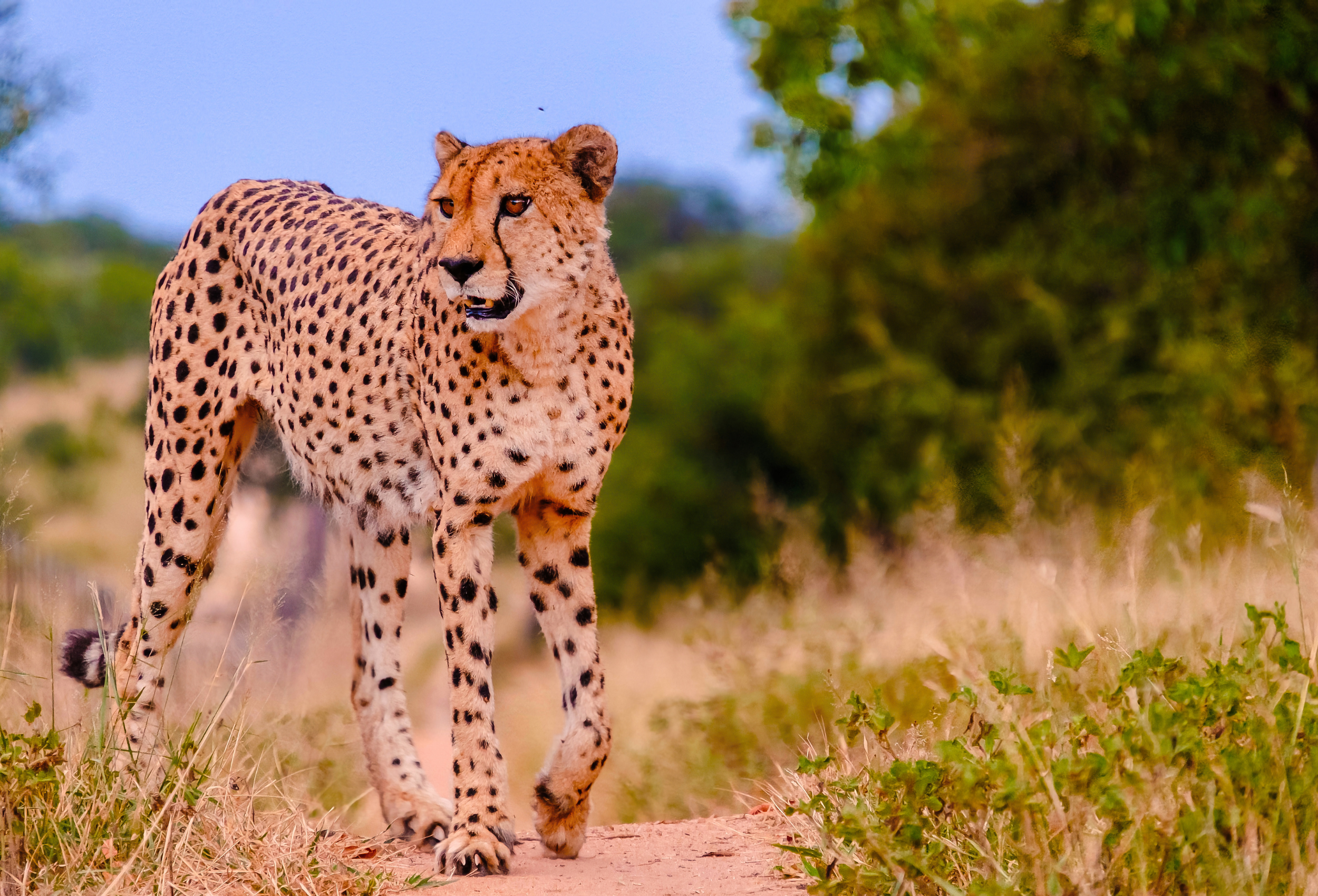 South Africa_Kruger National Park_Cheetah