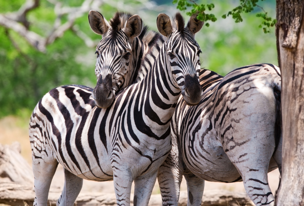 Two zebras standing among the trees in Kruger National Park, South Africa.