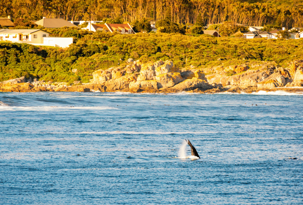 South Africa_Whale Watching_Hermanus VI (1)