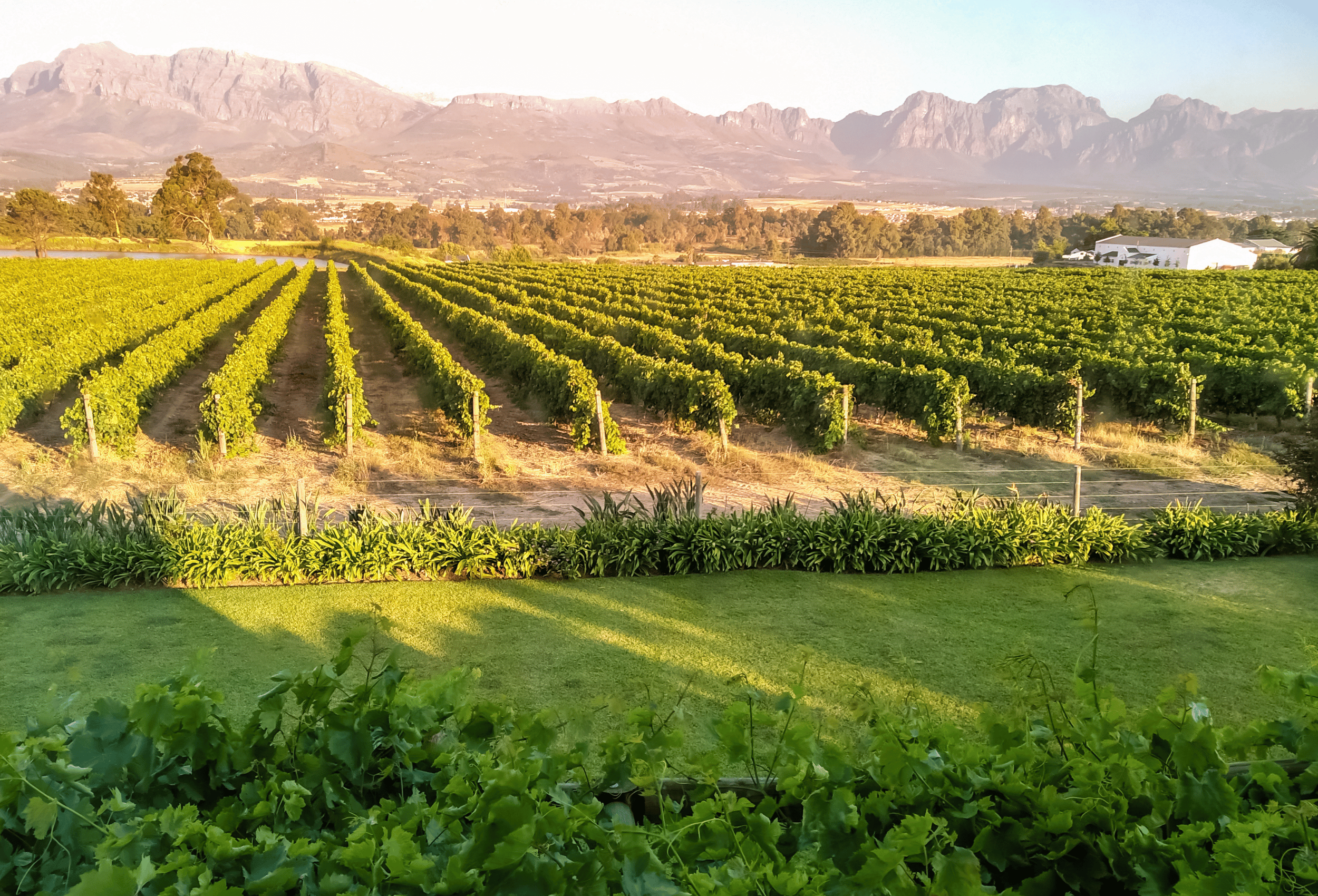 South Africa_Winelands_Paarl