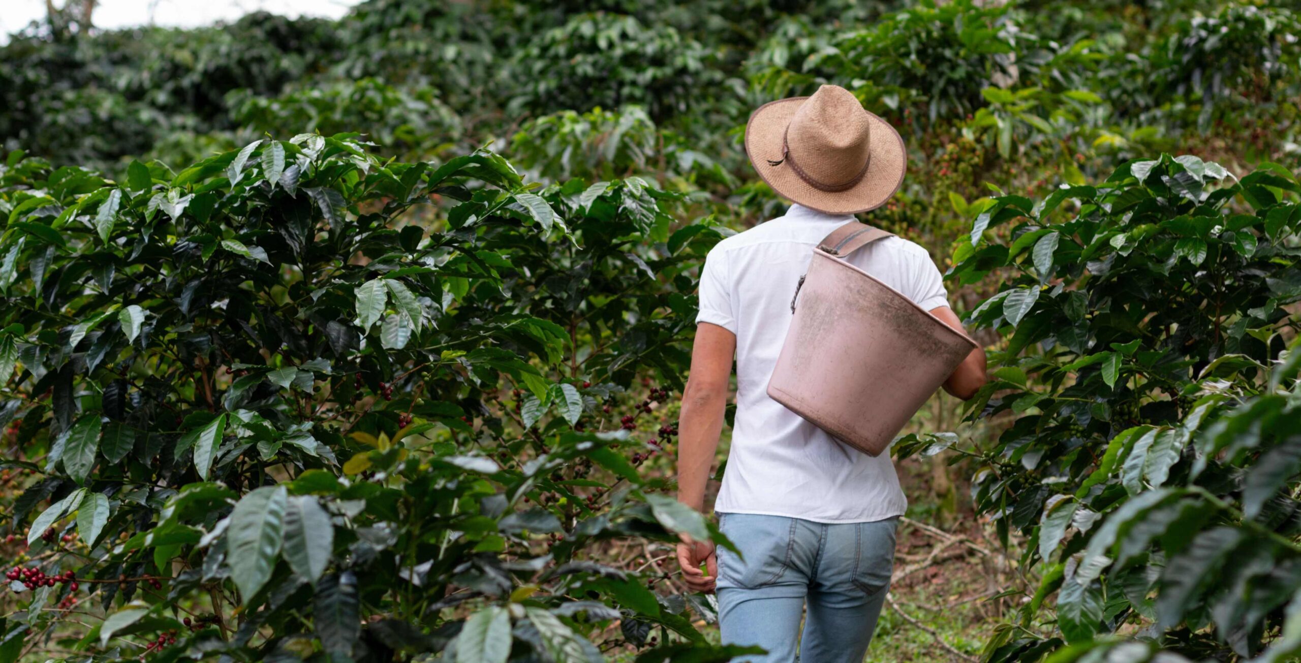 Coffee Farm Tour (2 PM to 4 PM) - Africa Safari Trips