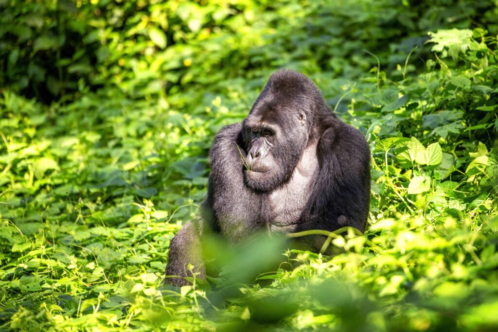Silverback gorilla sitting in a green surrounding in Bwindi