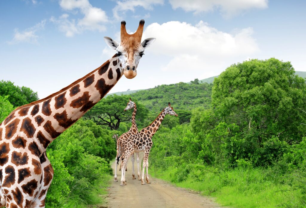 South Africa_Images for Landing Pages - South Africa_Kruger National Park_Giraffes