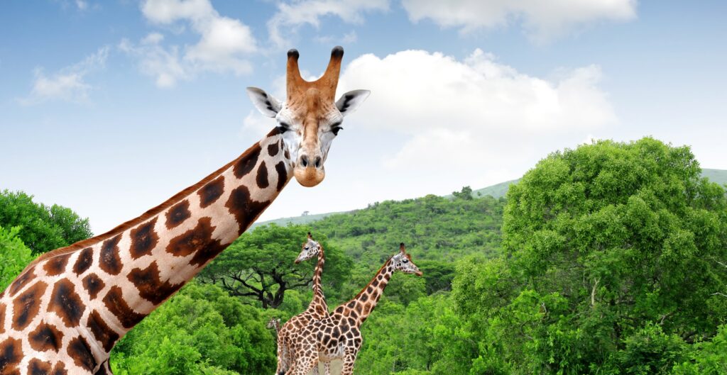 South Africa_Images for Landing Pages - South Africa_Kruger National Park_Giraffes