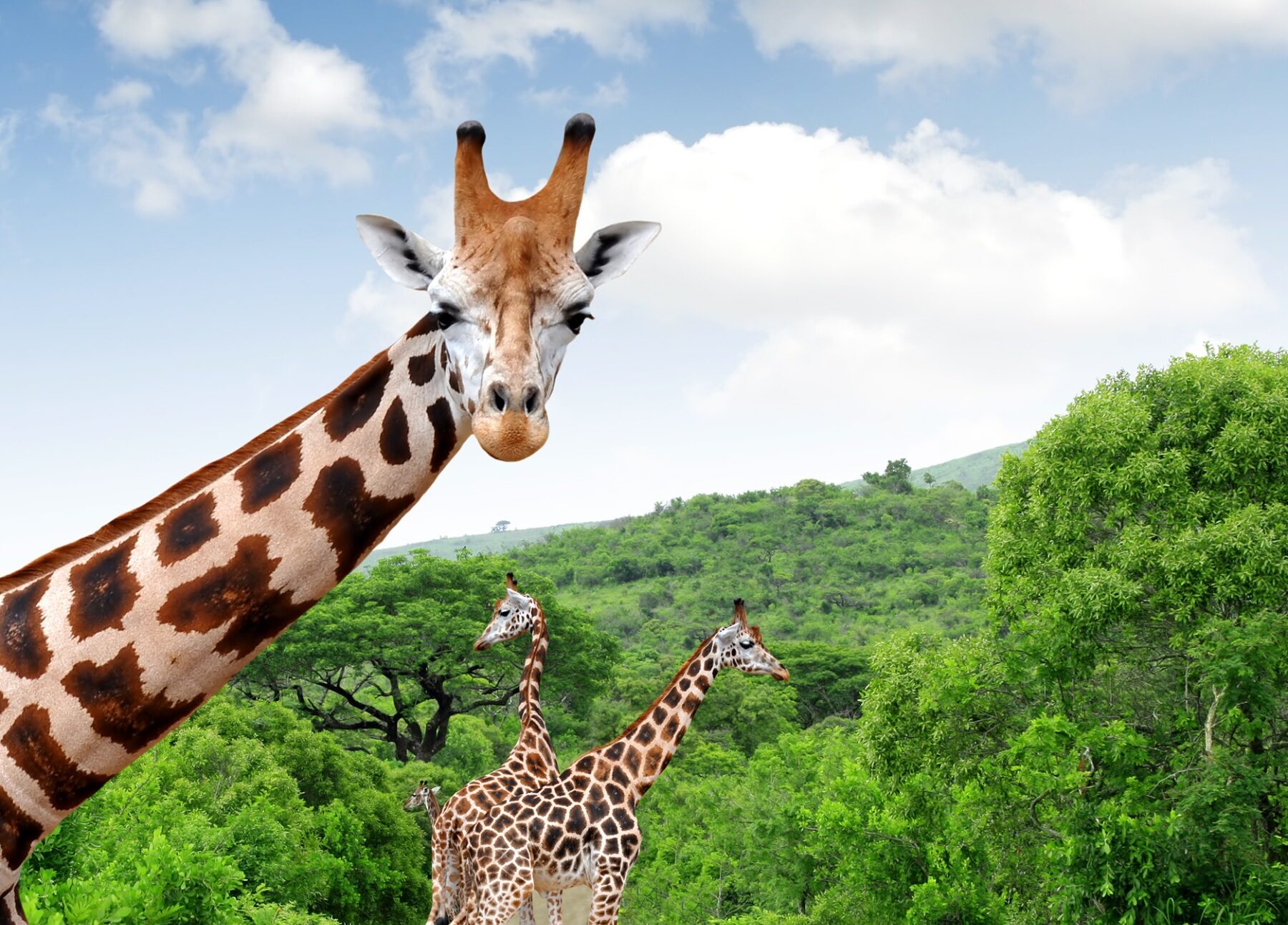 Giraffes on a road surrounded by greenery