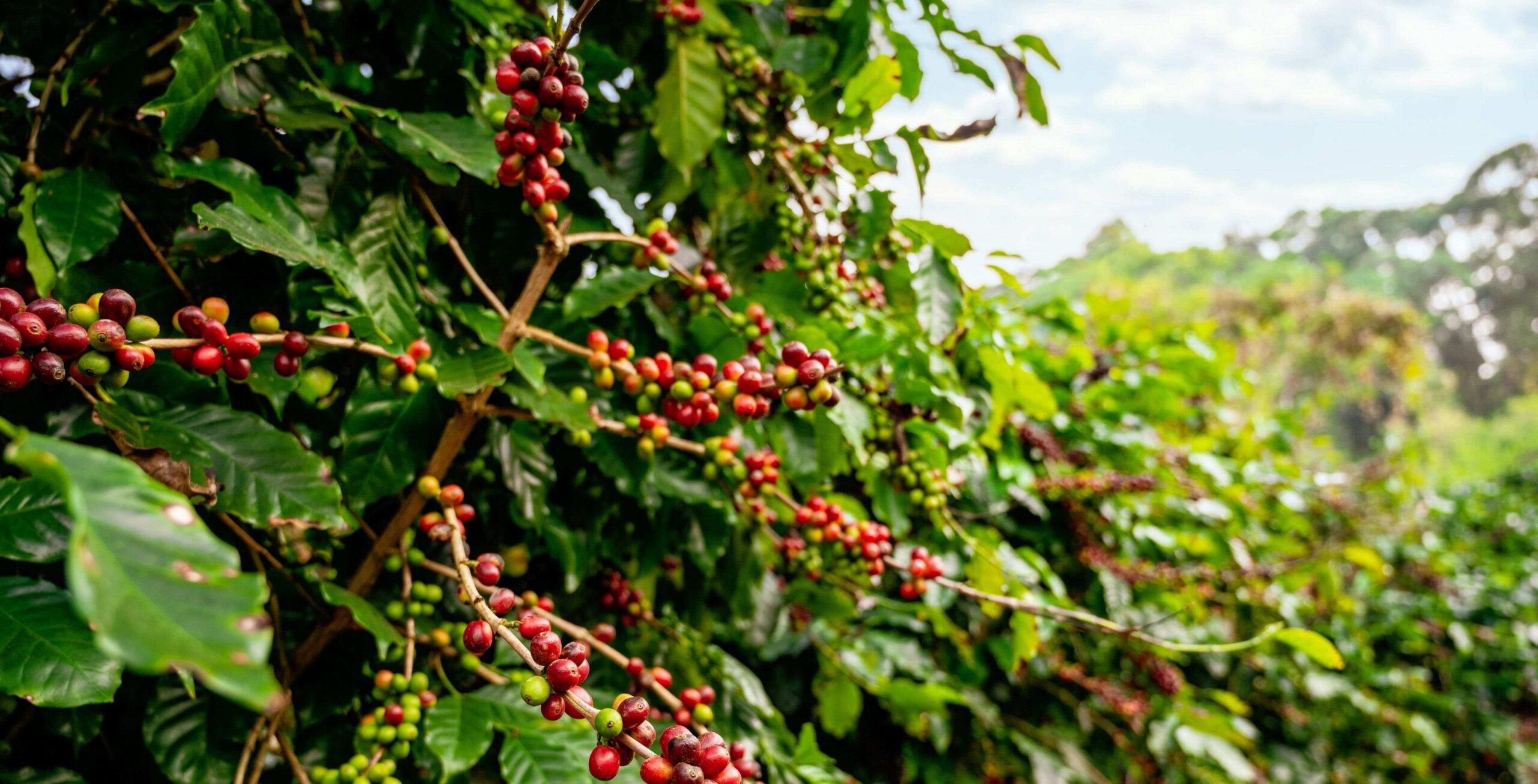 Coffee Farm Tour near Nairobi
