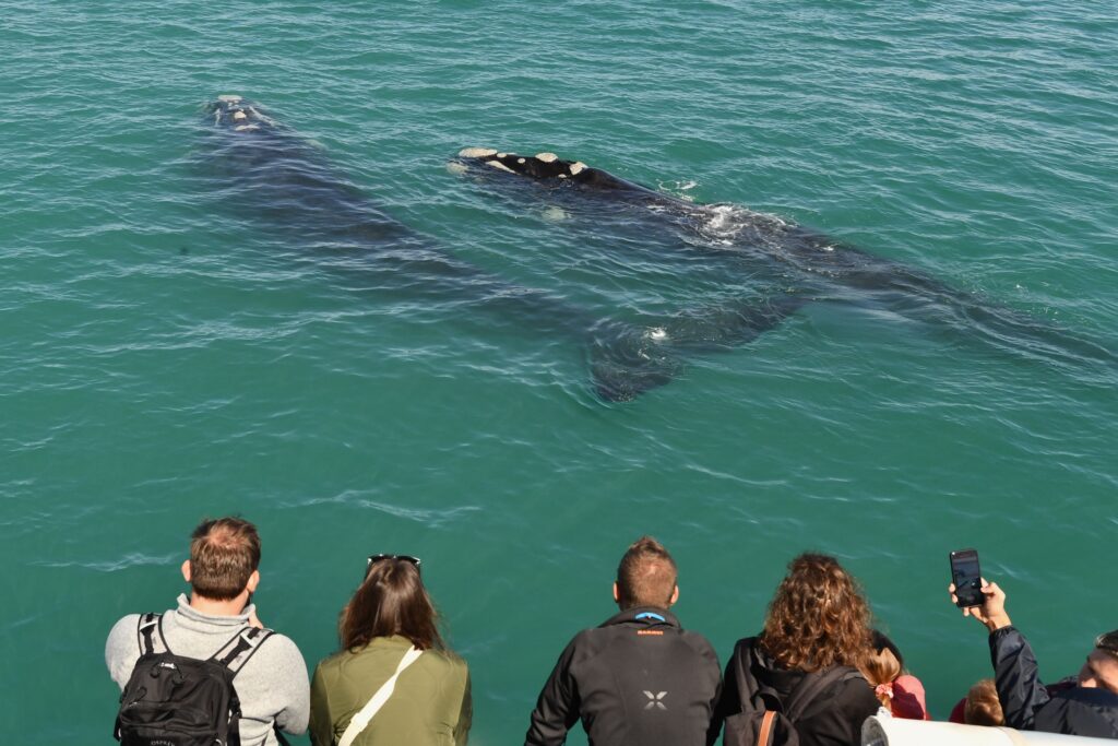 IM_SA_HER_Whale Cruise_Whales getting out