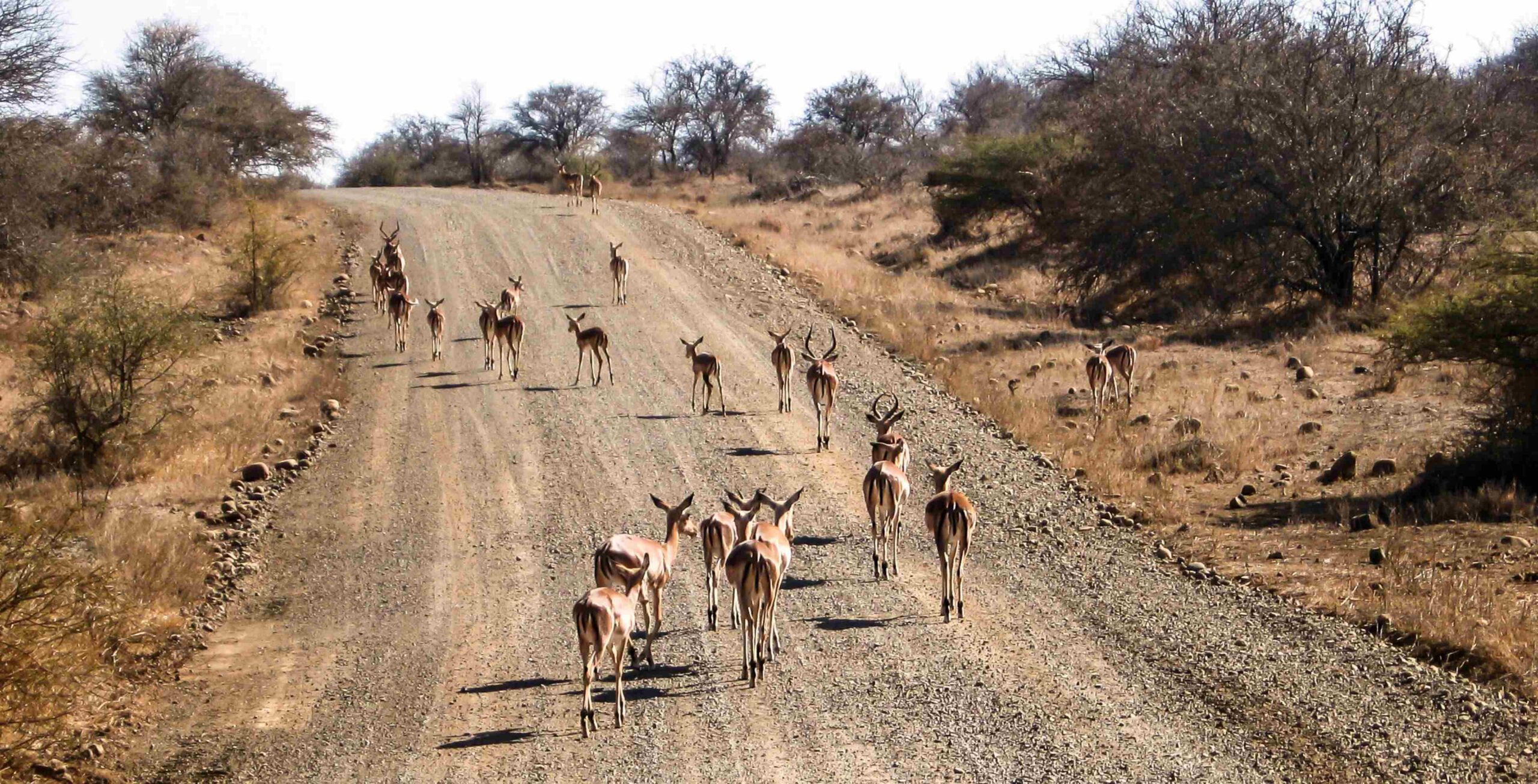 Drive from Hoedspruit to Kruger National Park – Orpen Gate