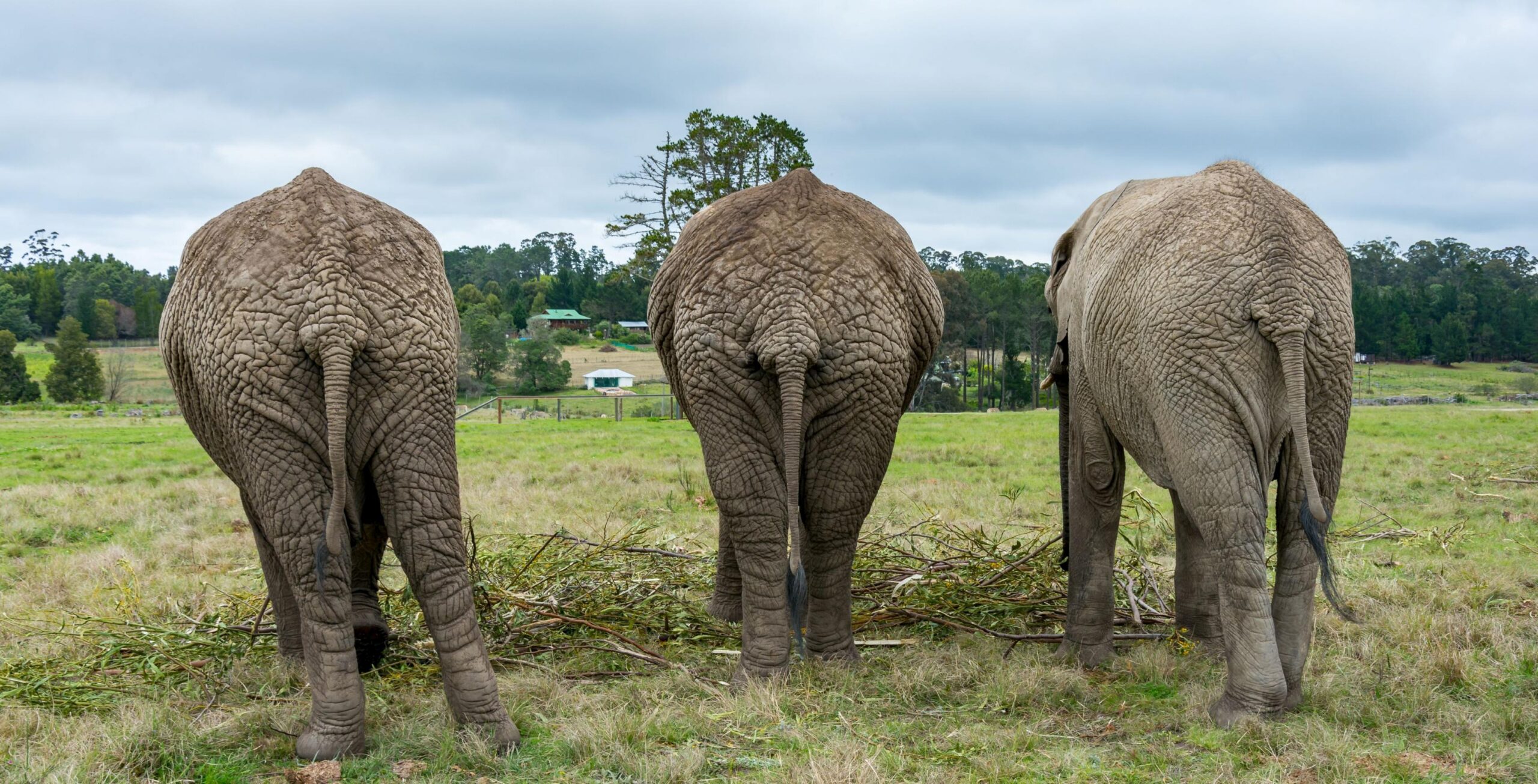 Elephant experience in Knysna Elephant Park