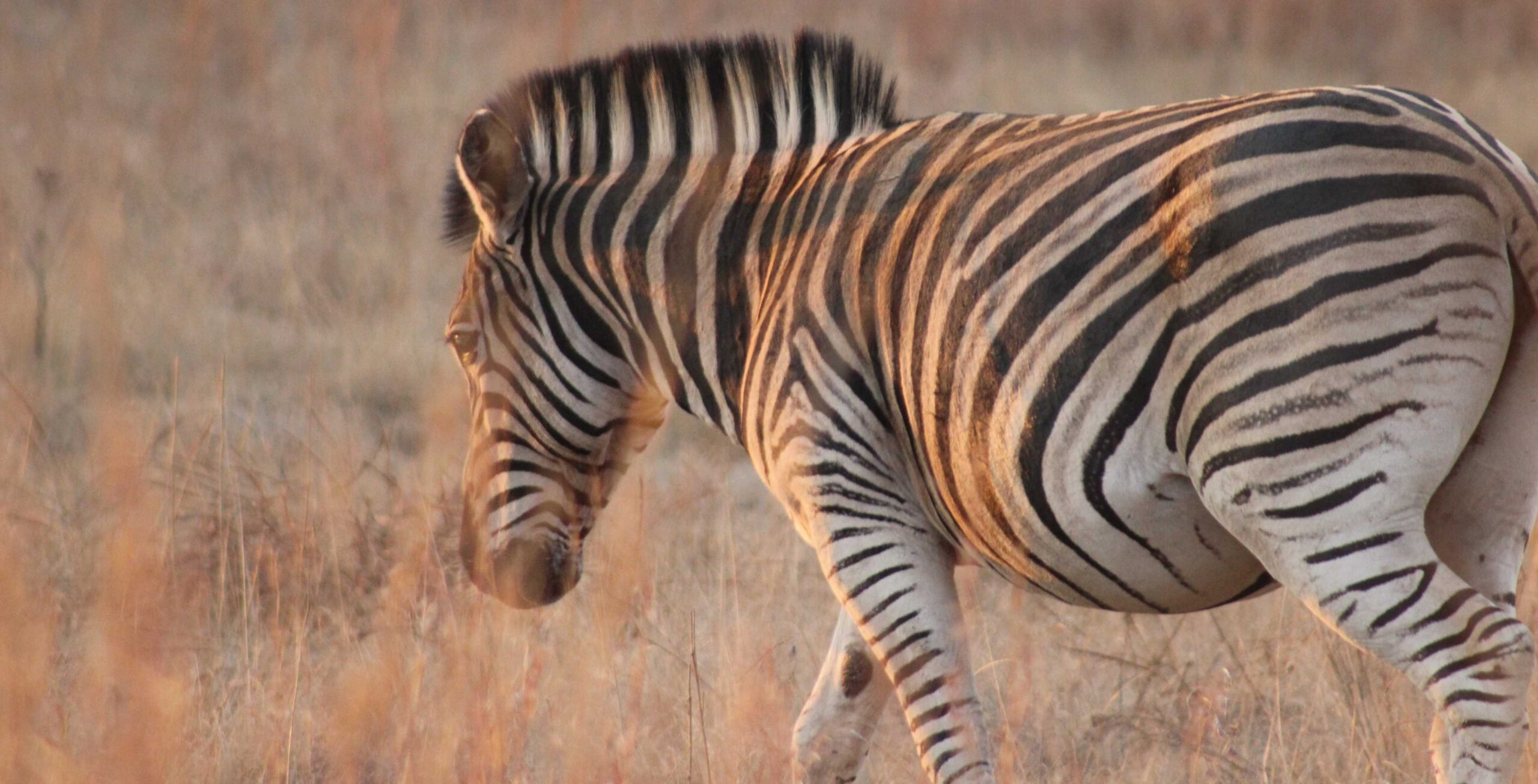 game-drive-in-groenkloof-nature-reserve-pay-on-site-africa-safari-trips