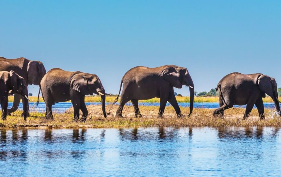 Elephants walking behind each other at the blue river of Chobe