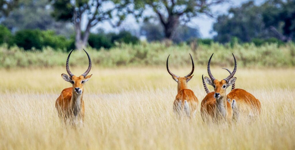 Four Red Lechwe standing in high grass in Khwai Botswana