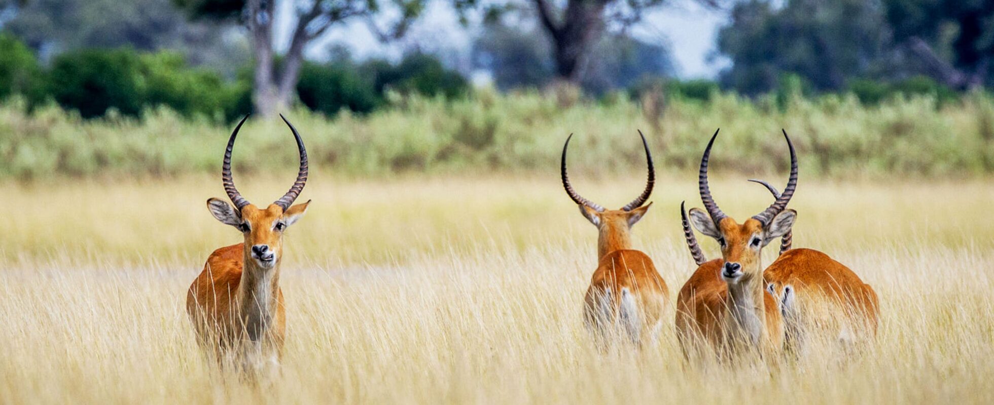 Four Red Lechwe standing in high grass in Khwai Botswana