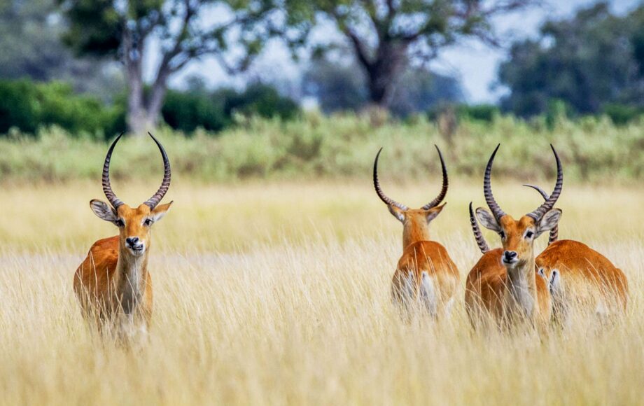 Four Red Lechwe standing in high grass in Khwai Botswana