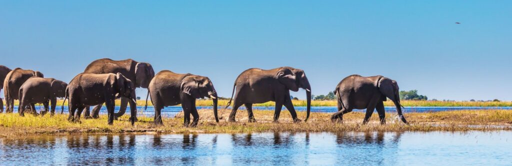 Elephants walking by a river in Botswana
