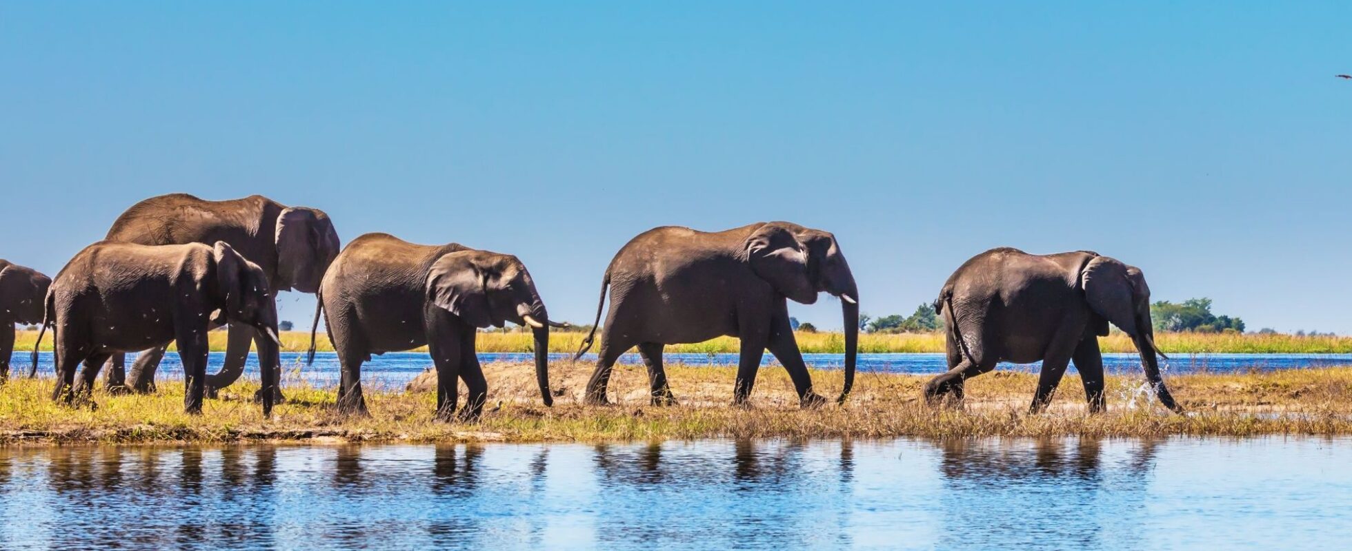 Elephants walking by a river in Botswana