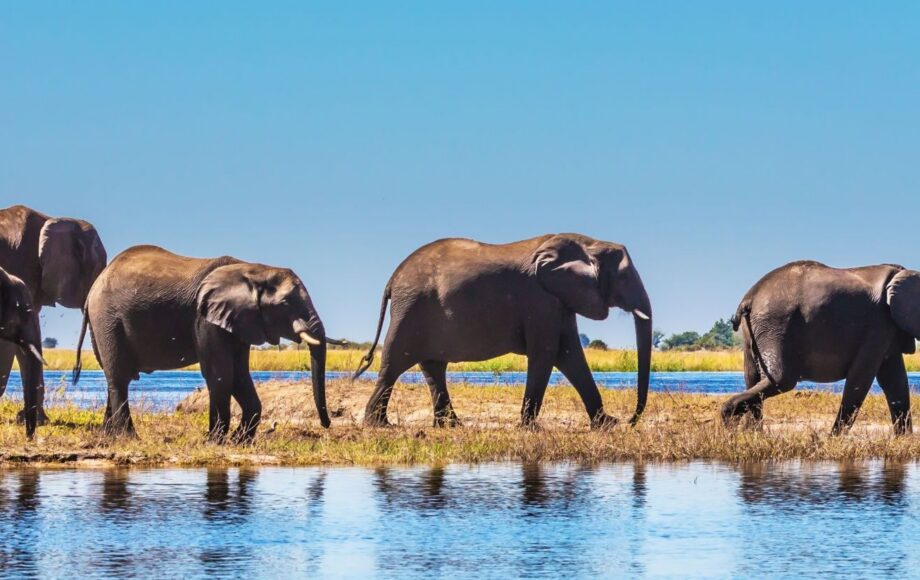 Elephants walking by a river in Botswana
