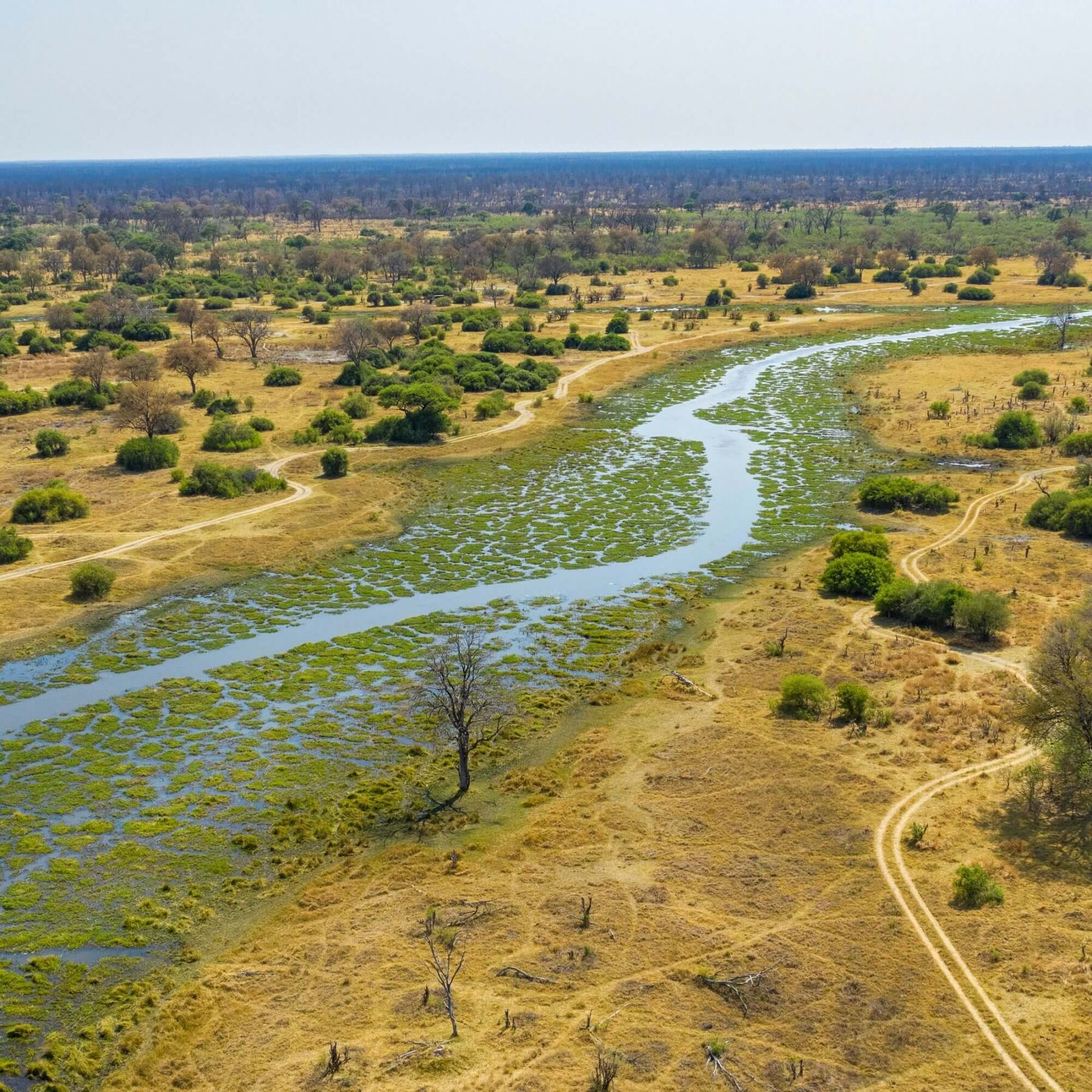 Khwai River from above with yellow grass and bushes on the left and right