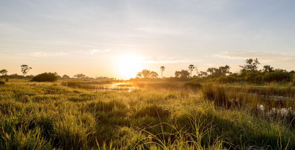 Coucher de soleil sur le Delta de l'Okavango : paysages luxuriants, rivière et végétation sauvage
