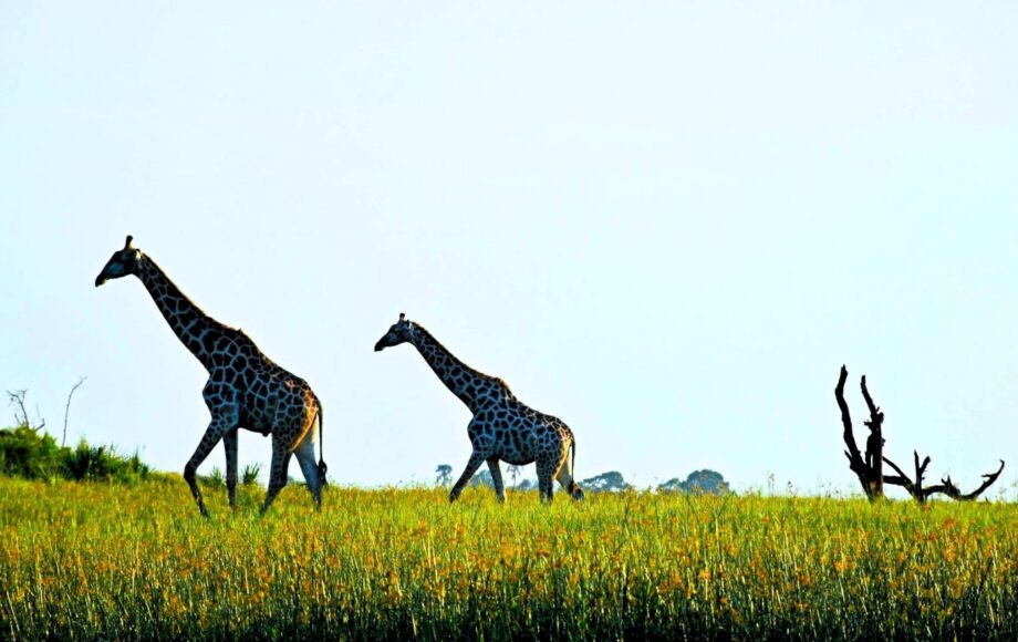 Two giraffes walking behind each other through the green grass of Okavango Delta