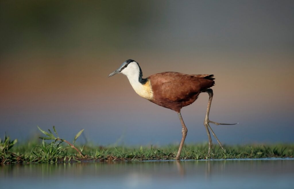 African Jacana walking across shallow water and grass
